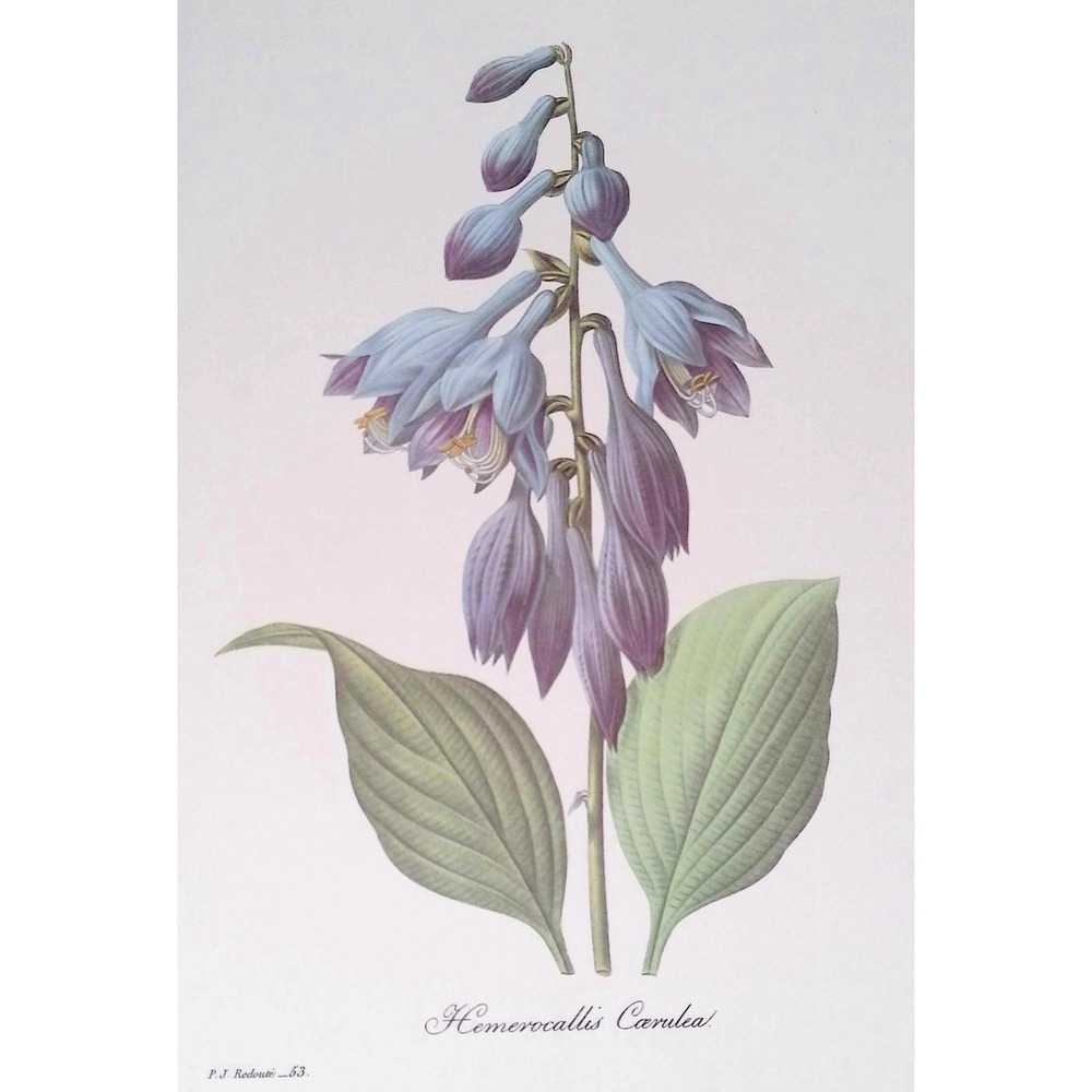 Redouté Hosta Vintage Botanical Flower Print Blue Purple Cottage Wall Art Decor